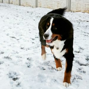 Meet your Posher, Miranda